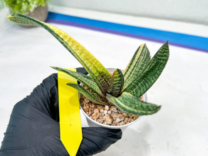 Gasteria Battesiana Yellow | Imported Succulent