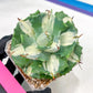 Agave Oihiraijn White | Imported Succulent | rare species