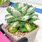 Agave Oihiraijn White | Imported Succulent | rare species