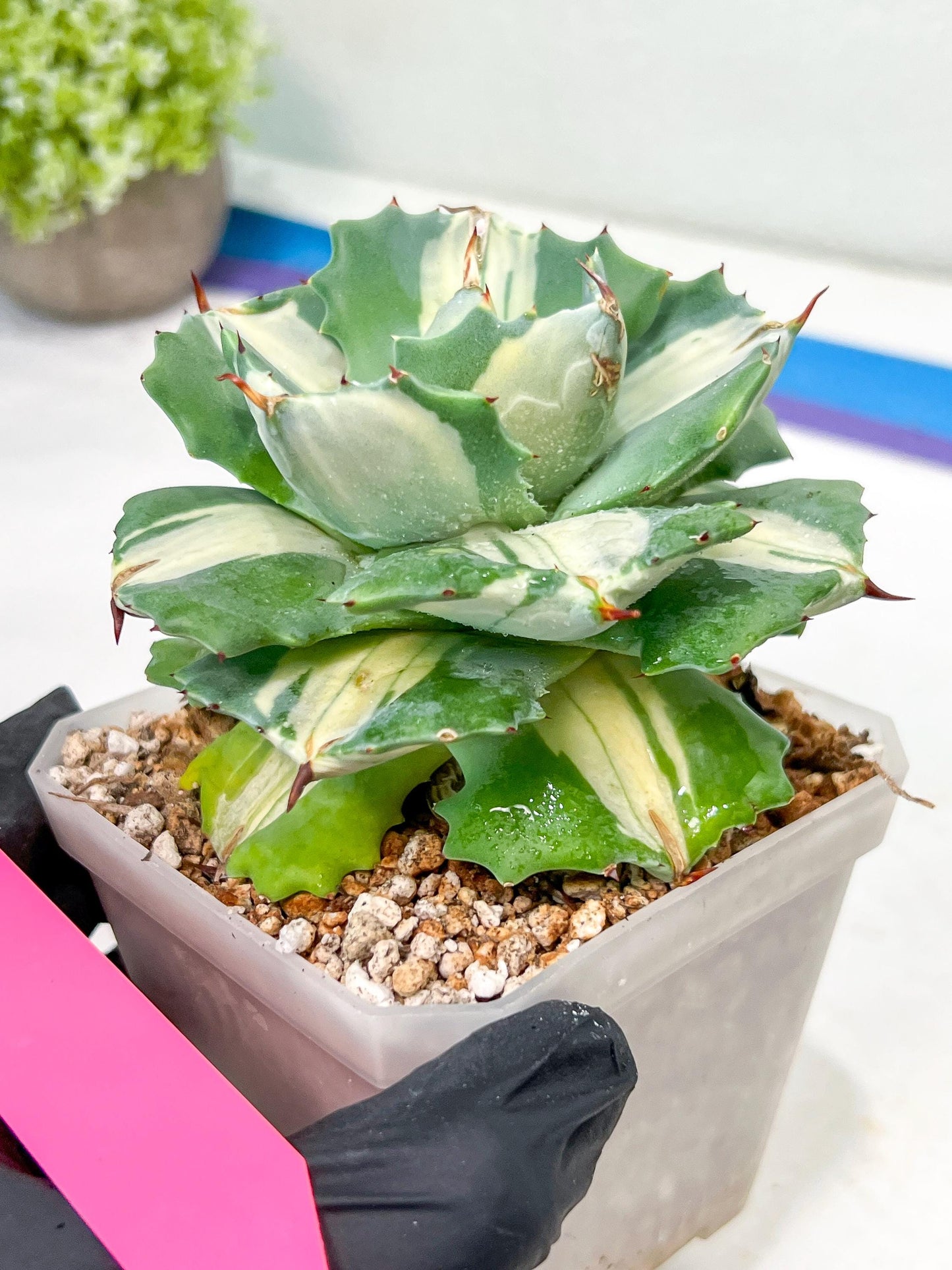 Agave Oihiraijn White | Imported Succulent | rare species