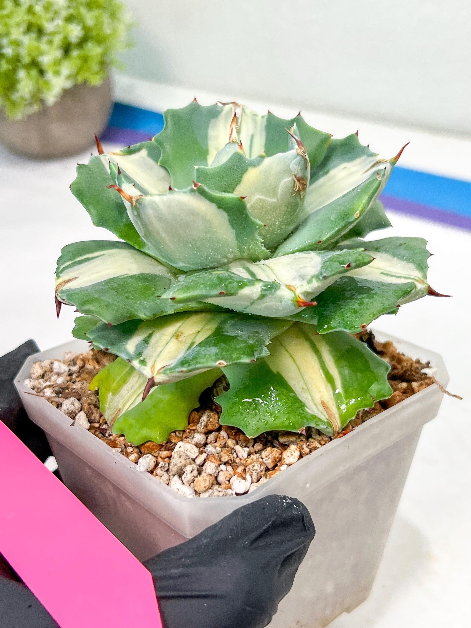 Agave Oihiraijn White | Imported Succulent | rare species