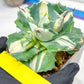 Agave Oihiraijn White | Imported Succulent | rare species