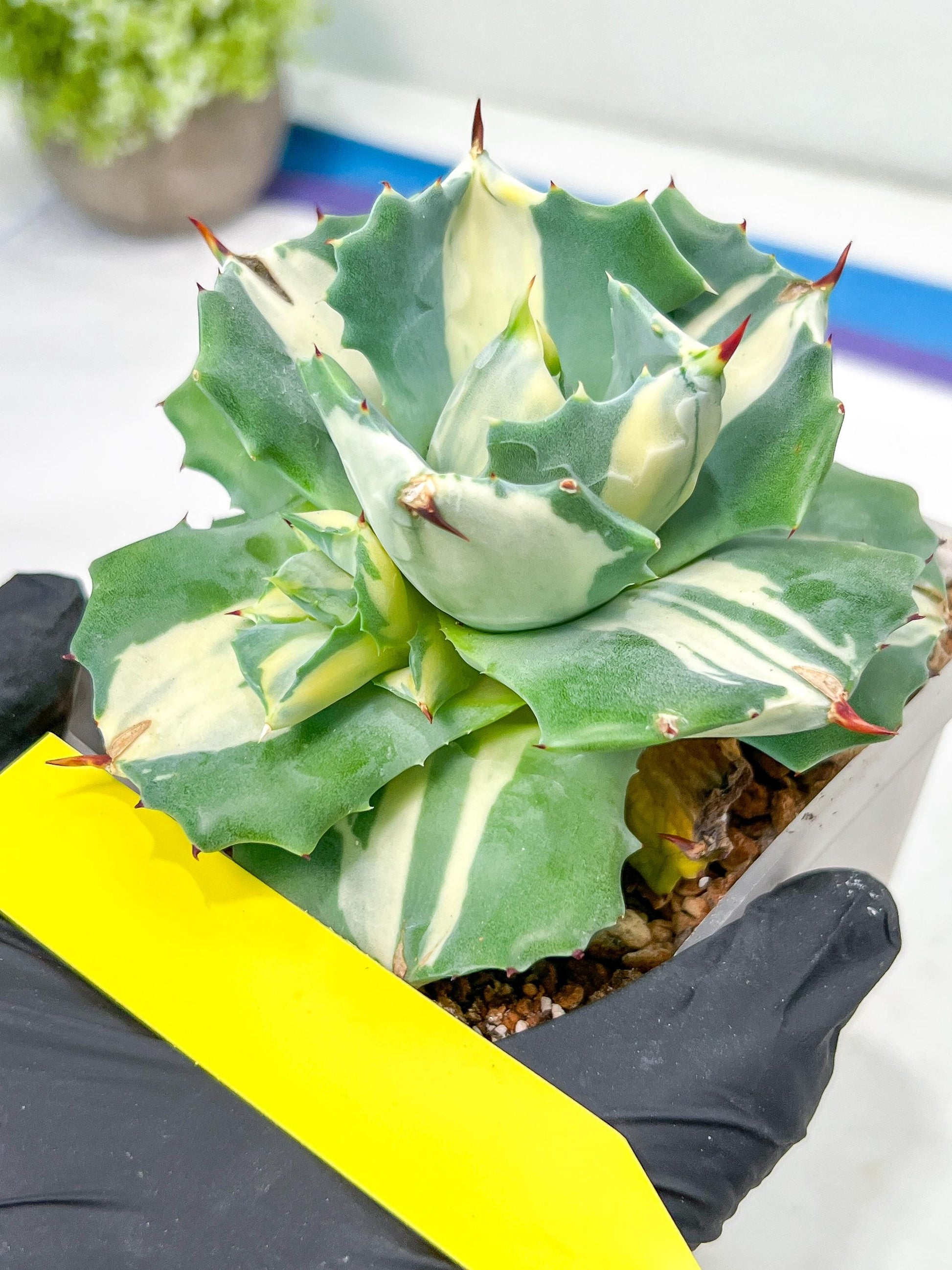 Agave Oihiraijn White | Imported Succulent | rare species