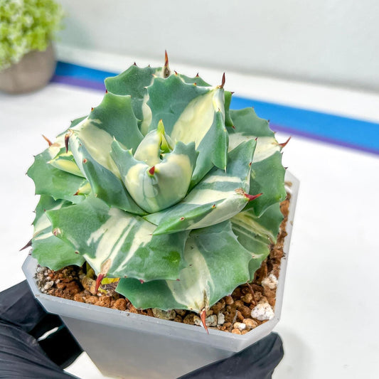 Agave Oihiraijn White | Imported Succulent | rare species