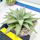 Gasteraloe 'Silver Swirls' | Imported Succulent | rare species