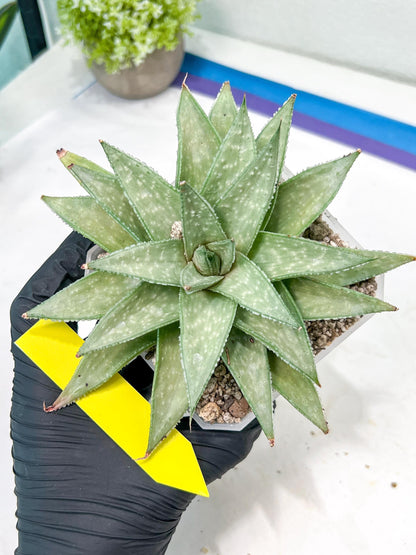 Gasteraloe 'Silver Swirls' | Imported Succulent | rare species