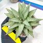 Gasteraloe 'Silver Swirls' | Imported Succulent | rare species