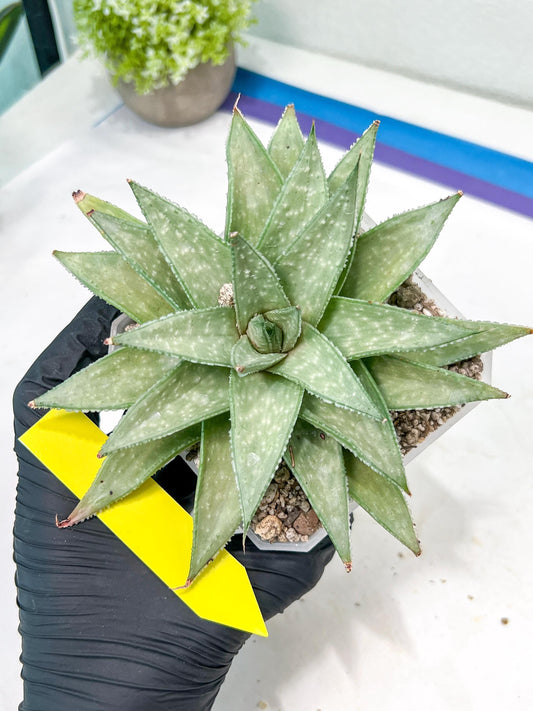 Gasteraloe 'Silver Swirls' | Imported Succulent | rare species