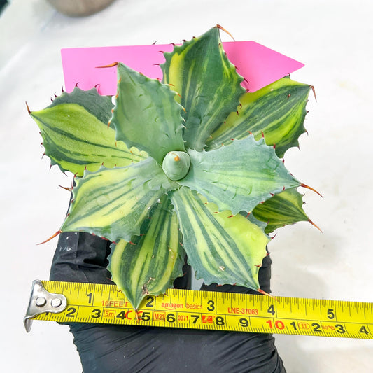 Agave Isthmensis Sriata | Rare Import