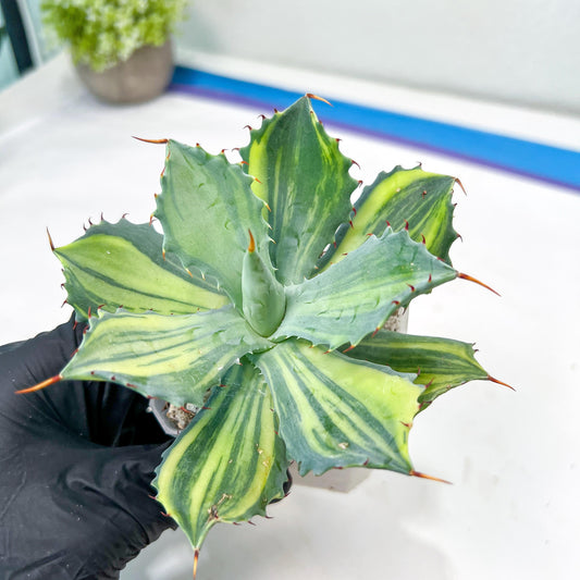 Agave Isthmensis Sriata | Rare Import