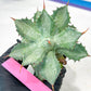 Agave Becky | Rare Import
