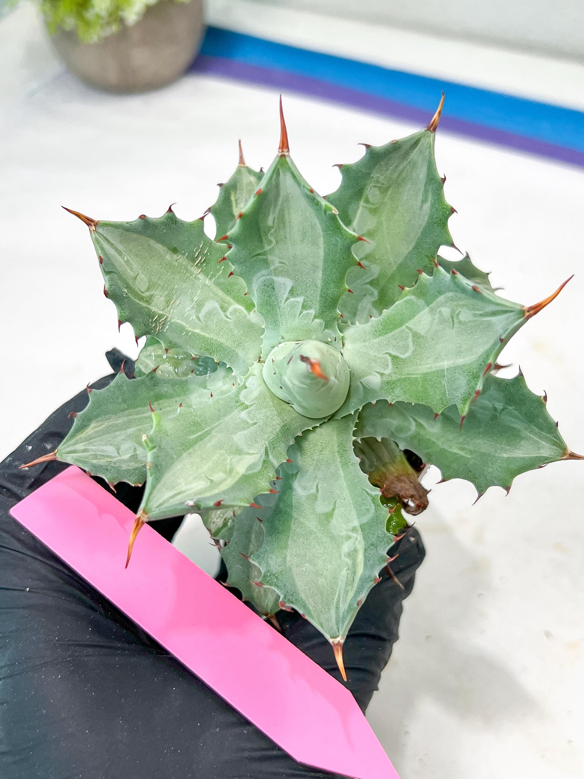 Agave Becky | Rare Import