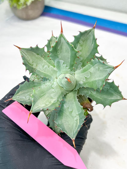 Agave Becky | Rare Import