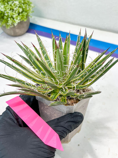 Agave Leofoldi | Imported Succulent