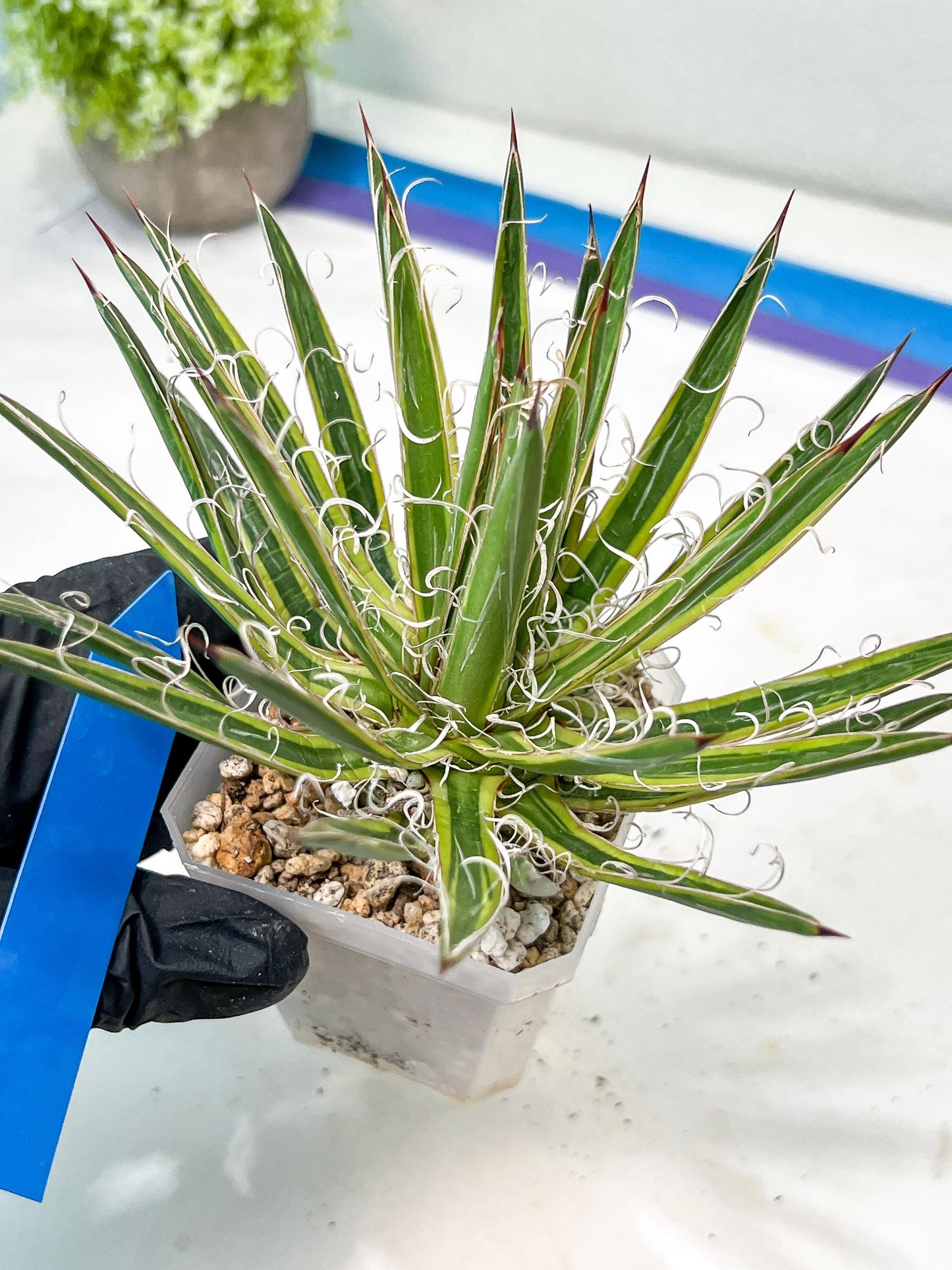 Agave Leofoldi | Imported Succulent