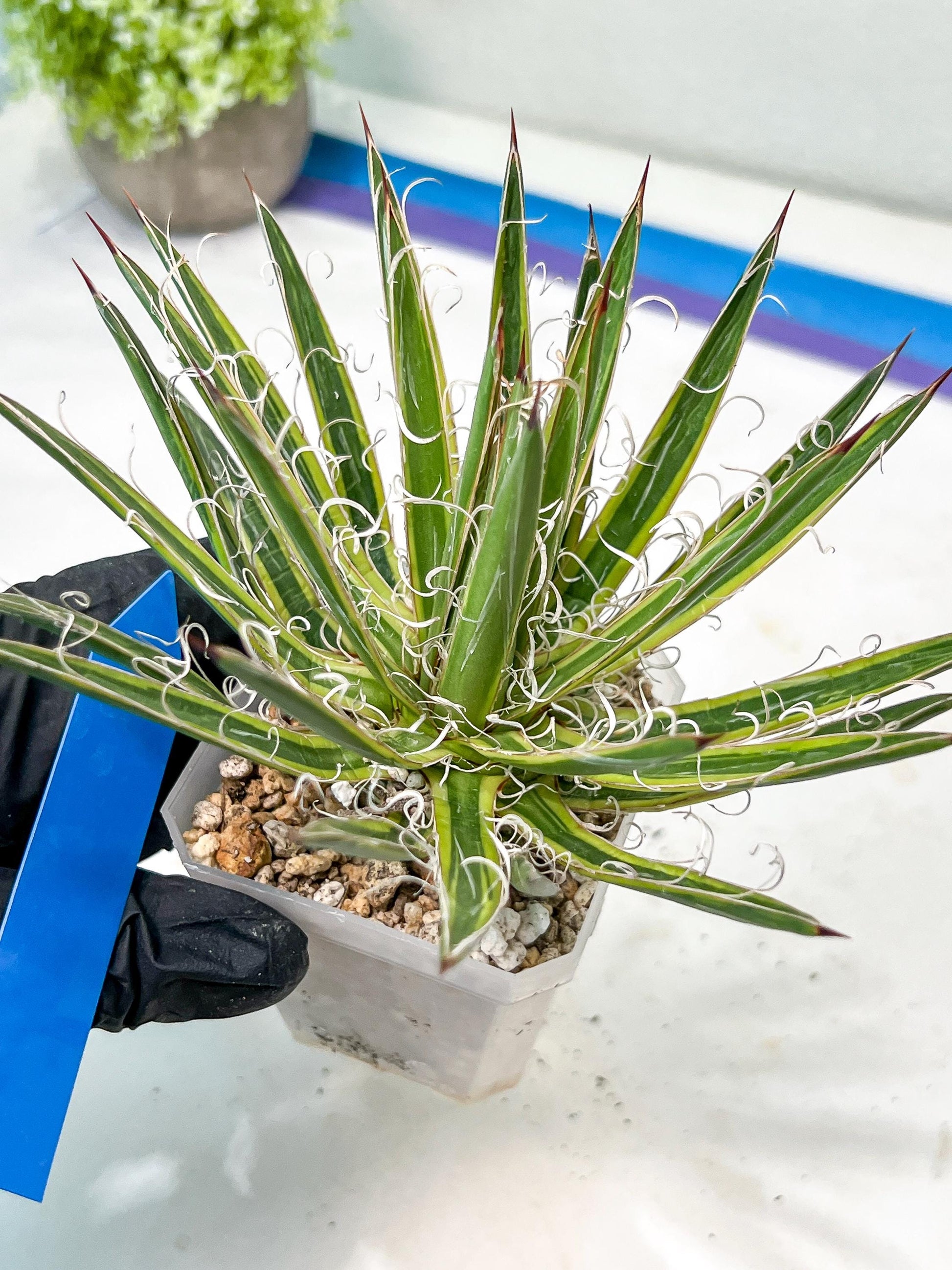 Agave Leofoldi | Imported Succulent