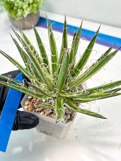 Agave Leofoldi | Imported Succulent