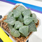 XL Haworthia Crystal or Sjuijig | Get yours before it’s gone | 4" Pot