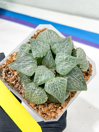 XL Haworthia Crystal or Sjuijig | Get yours before it’s gone | 4" Pot
