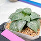 XL Haworthia Crystal or Sjuijig | Get yours before it’s gone | 4" Pot