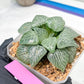 XL Haworthia Crystal or Sjuijig | Get yours before it’s gone | 4" Pot