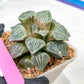 XL Haworthia Spring Thunder or Chun Hei Ju | 4" Pot