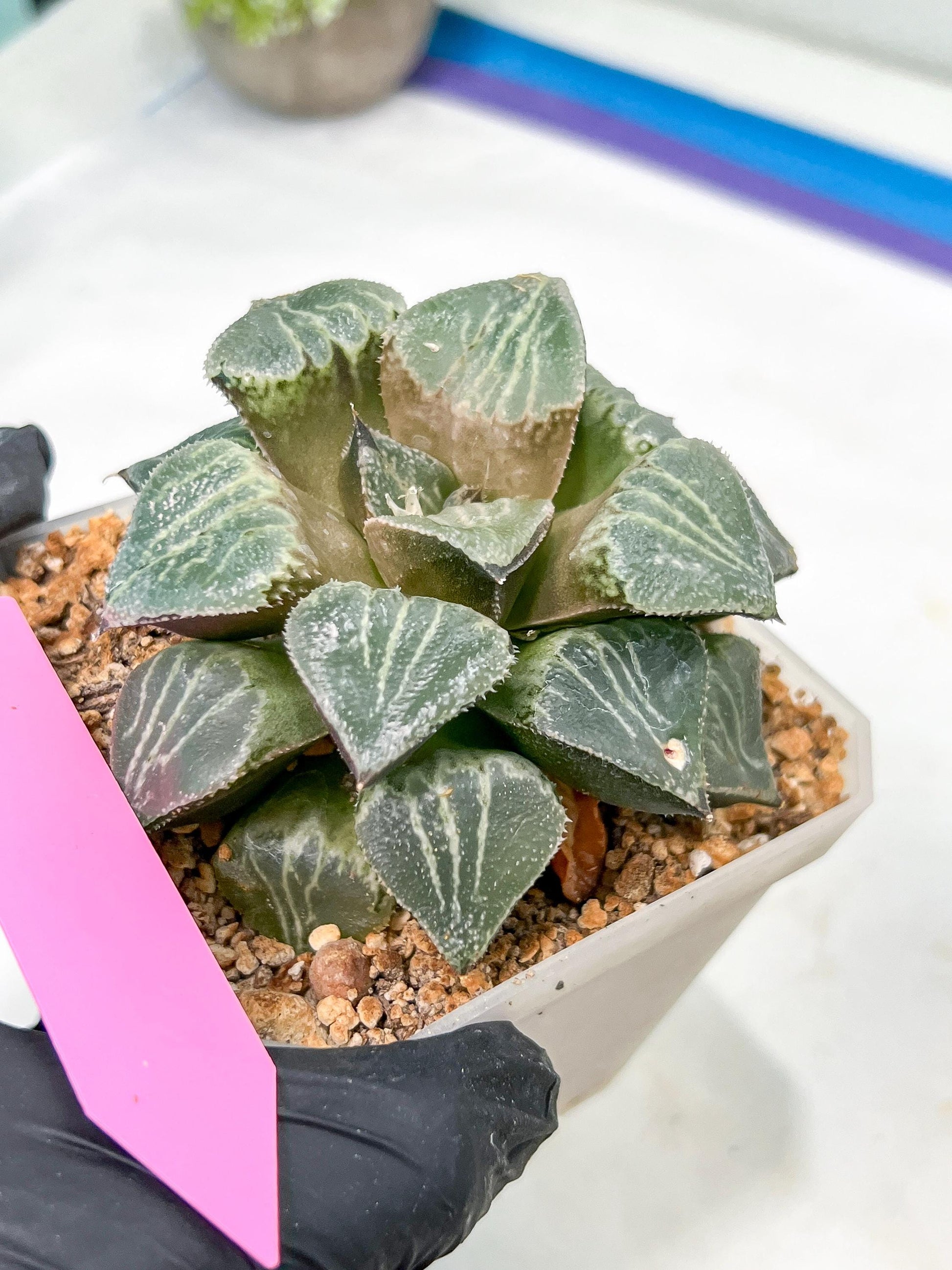 XL Haworthia Spring Thunder or Chun Hei Ju | 4" Pot