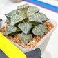 XL Haworthia Spring Thunder or Chun Hei Ju | 4" Pot