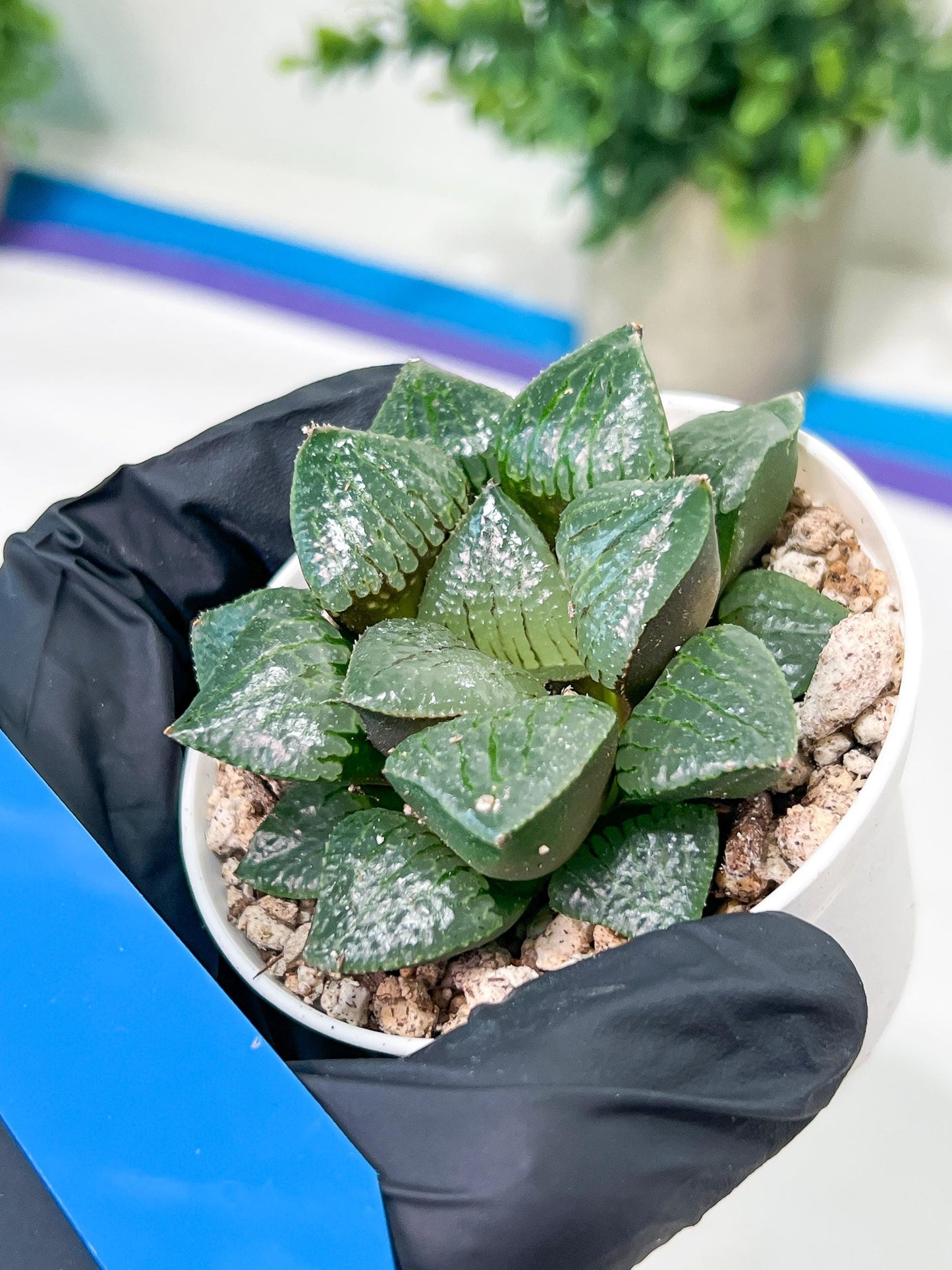 Haworthia Melon Island or Xianggua Dao (H2A) | Imported Succulent