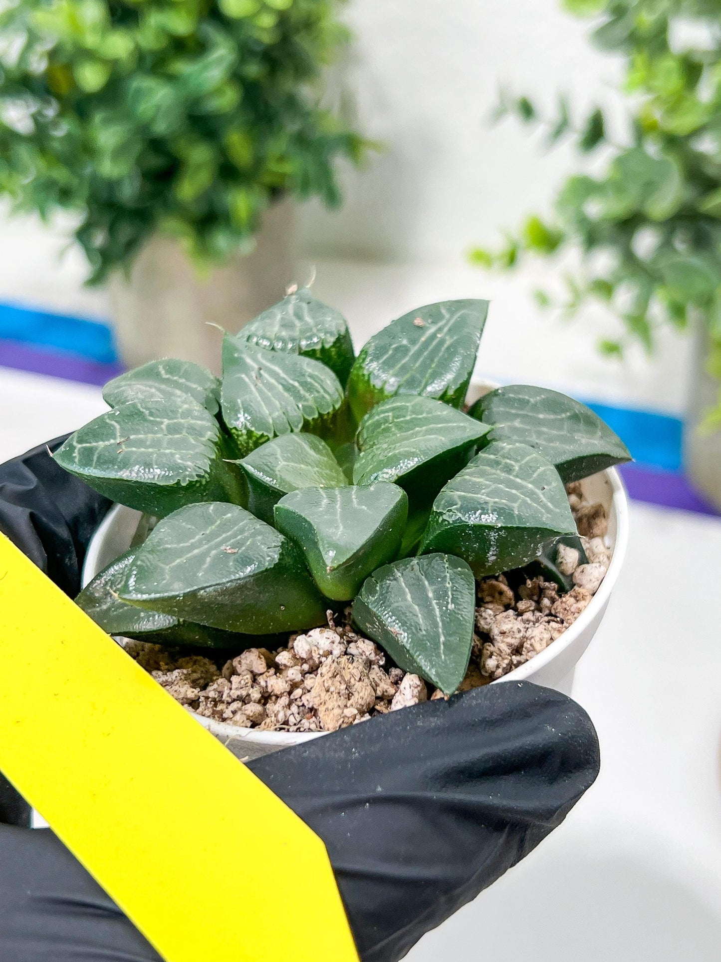 Haworthia Moon Shadow or Yueying (H2C) | Imported Succulent | Hong Kong Rare Species