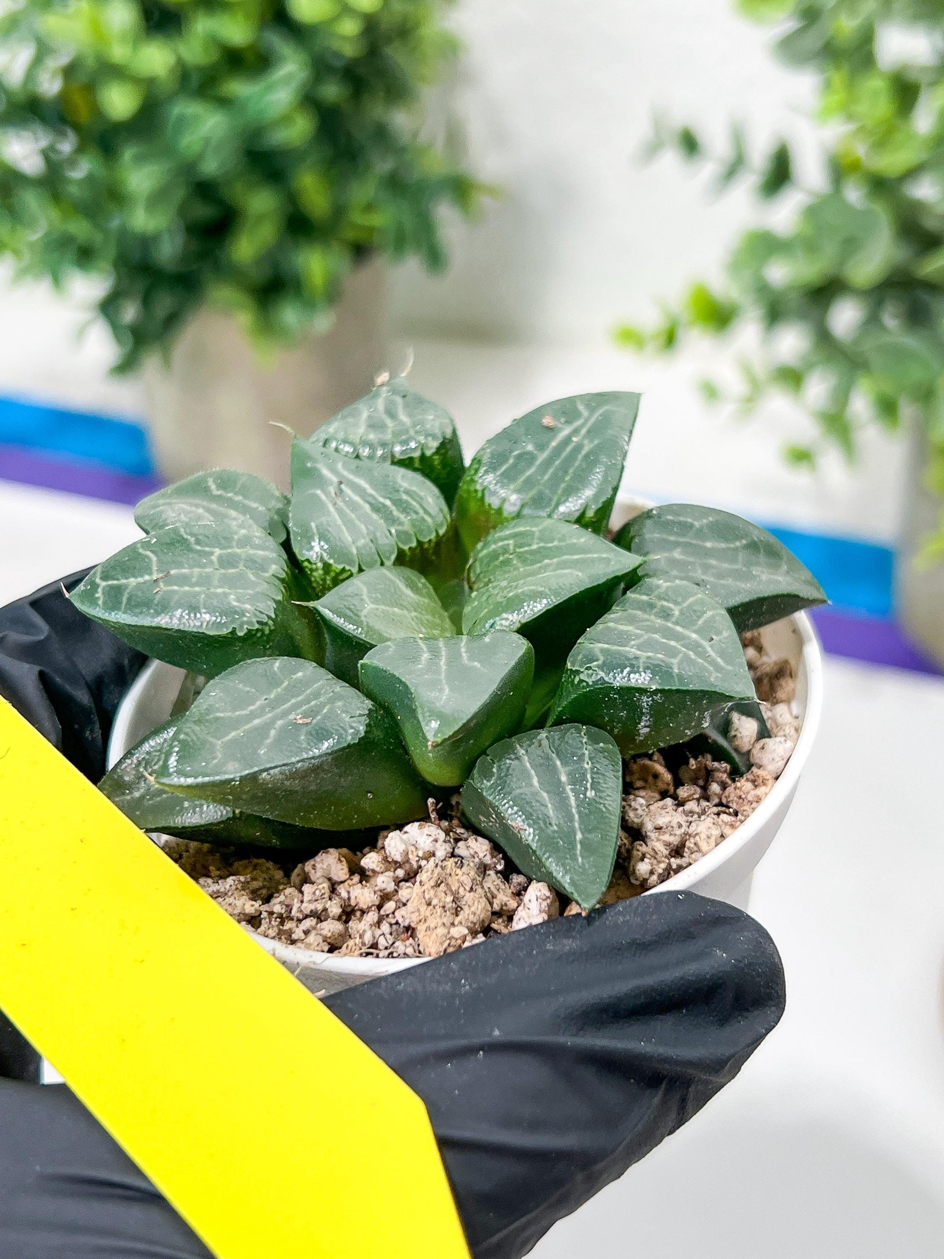 Haworthia Moon Shadow or Yueying (H2C) | Imported Succulent | Hong Kong Rare Species