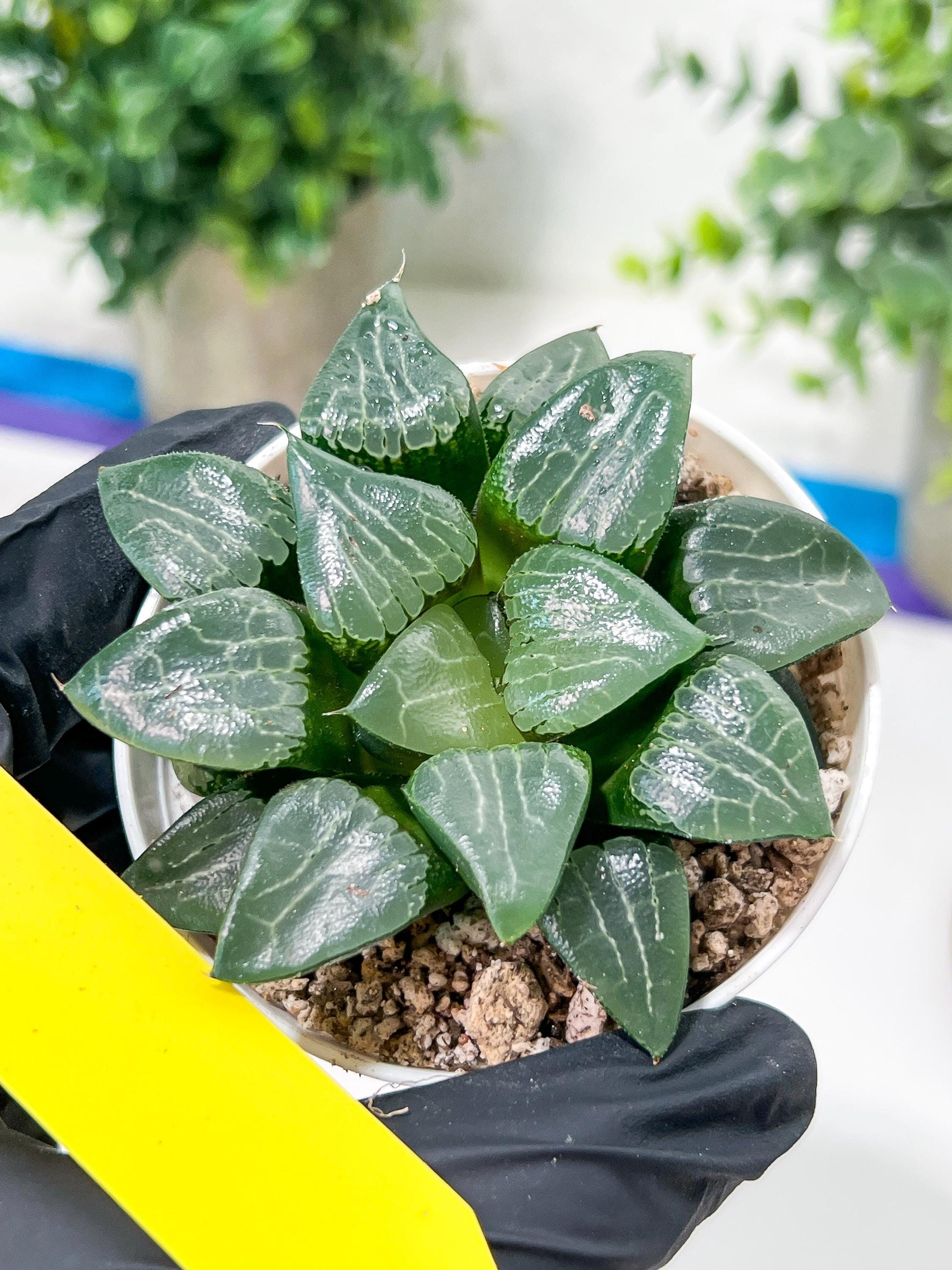 Haworthia Moon Shadow or Yueying (H2C) | Imported Succulent | Hong Kong Rare Species