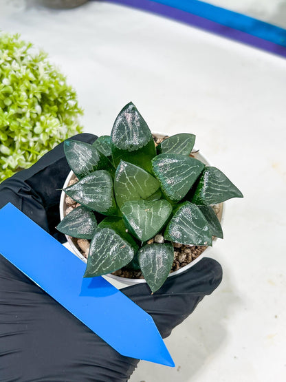 Haworthia Moon Shadow or Yueying (H2C) | Imported Succulent | Hong Kong Rare Species