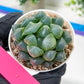 Haworthia Red Line or Chi Xian (H2D) | Imported Succulent | Hong Kong Rare Species