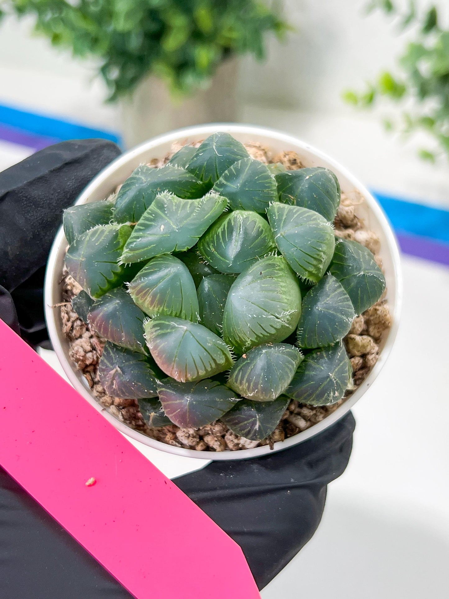Haworthia Red Line or Chi Xian (H2D) | Imported Succulent | Hong Kong Rare Species