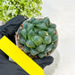 Haworthia Red Line or Chi Xian (H2D) | Imported Succulent | Hong Kong Rare Species
