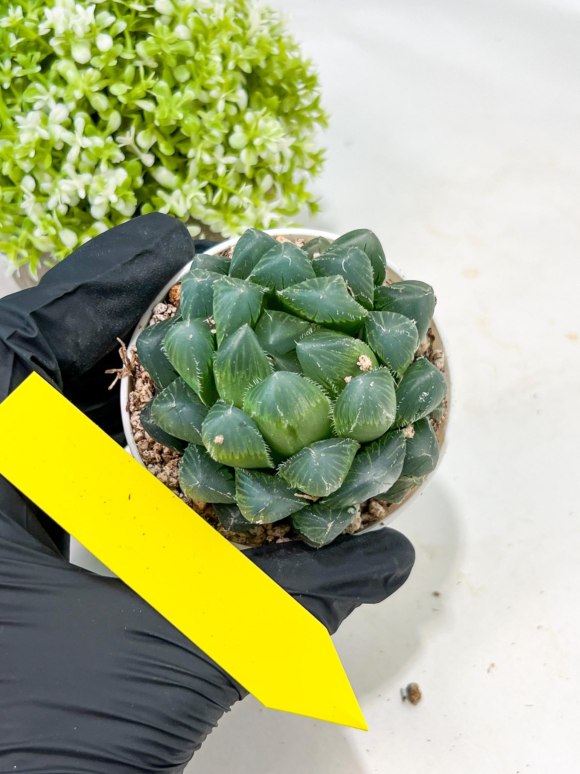 Haworthia Red Line or Chi Xian (H2D) | Imported Succulent | Hong Kong Rare Species