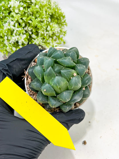 Haworthia Red Line or Chi Xian (H2D) | Imported Succulent | Hong Kong Rare Species