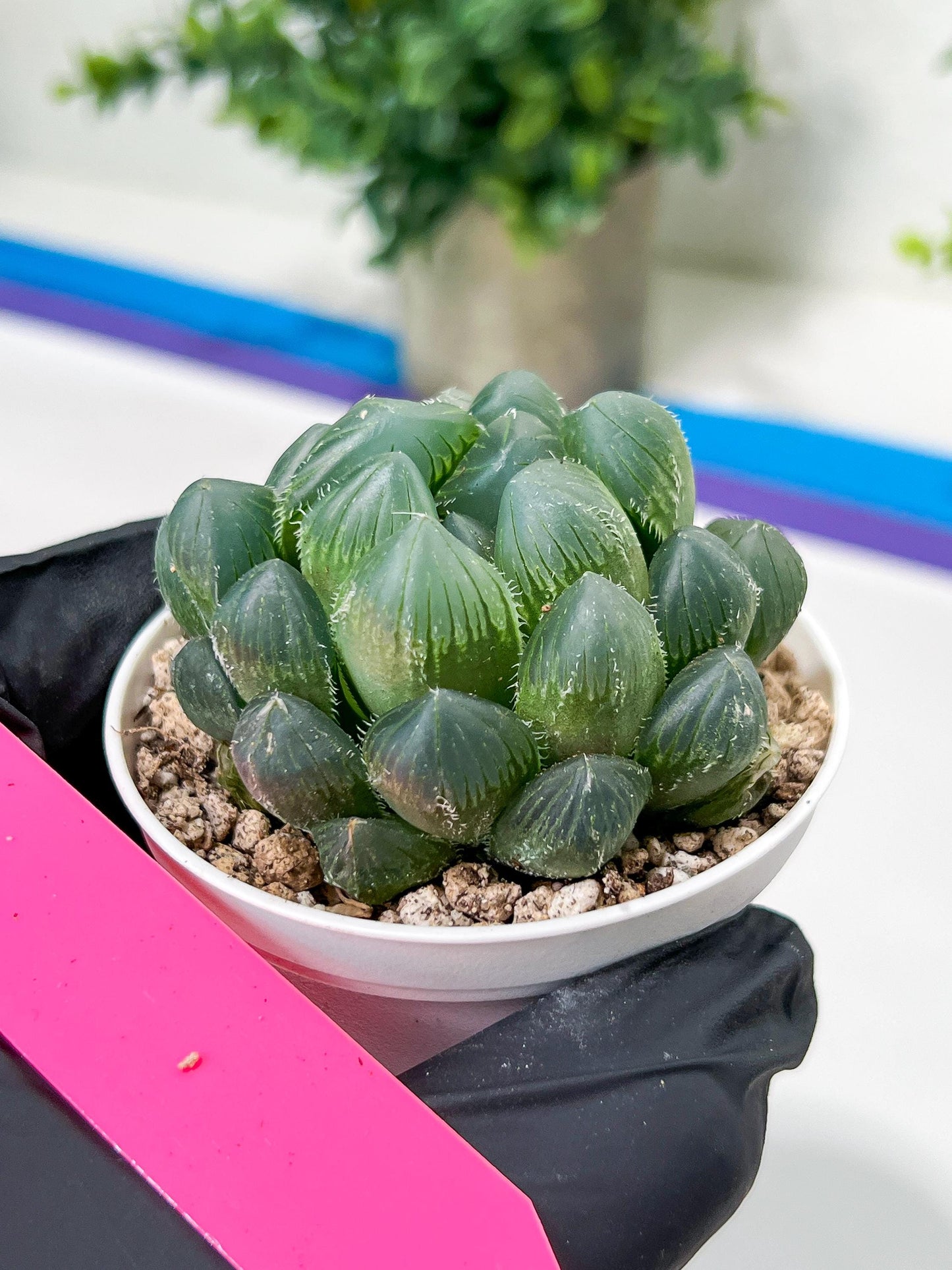 Haworthia Red Line or Chi Xian (H2D) | Imported Succulent | Hong Kong Rare Species