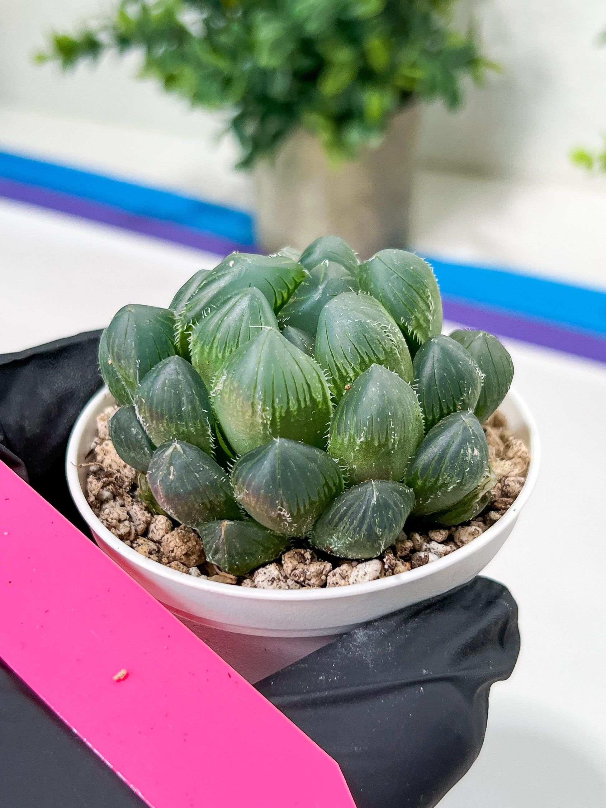 Haworthia Red Line or Chi Xian (H2D) | Imported Succulent | Hong Kong Rare Species