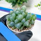 Haworthia Red Line or Chi Xian (H2D) | Imported Succulent | Hong Kong Rare Species