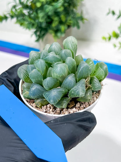 Haworthia Red Line or Chi Xian (H2D) | Imported Succulent | Hong Kong Rare Species