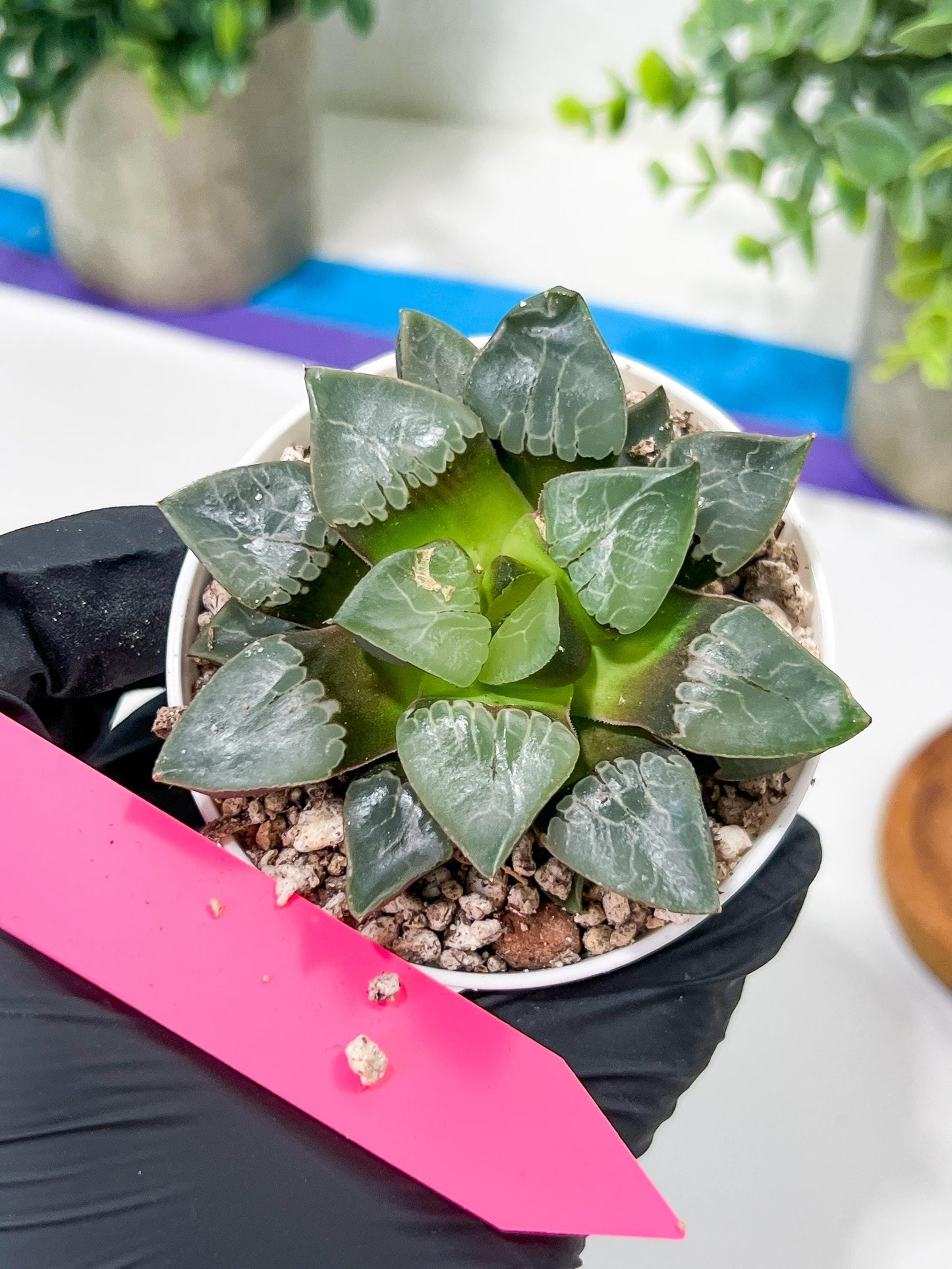 Haworthia Fire Phoenix or Huo Fenghuang (H2E) | Imported Succulent | Hong Kong Rare Species