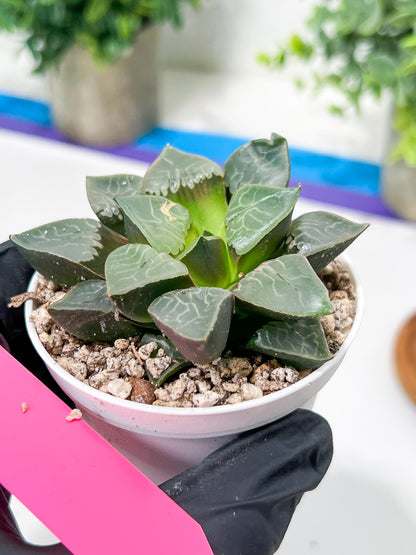 Haworthia Fire Phoenix or Huo Fenghuang (H2E) | Imported Succulent | Hong Kong Rare Species