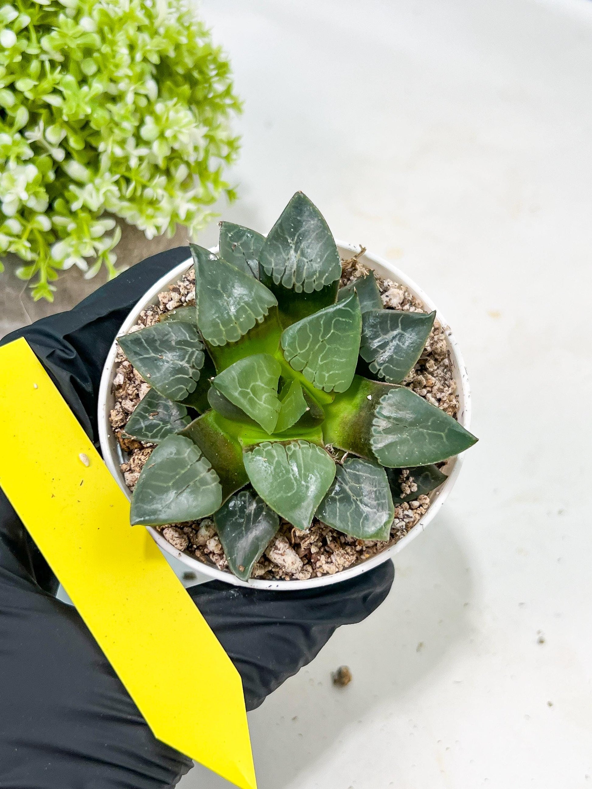 Haworthia Fire Phoenix or Huo Fenghuang (H2E) | Imported Succulent | Hong Kong Rare Species