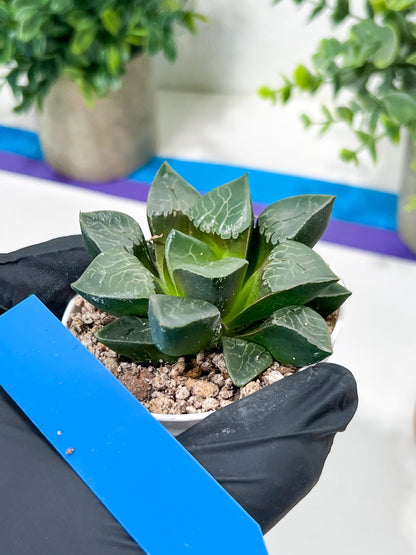 Haworthia Fire Phoenix or Huo Fenghuang (H2E) | Imported Succulent | Hong Kong Rare Species