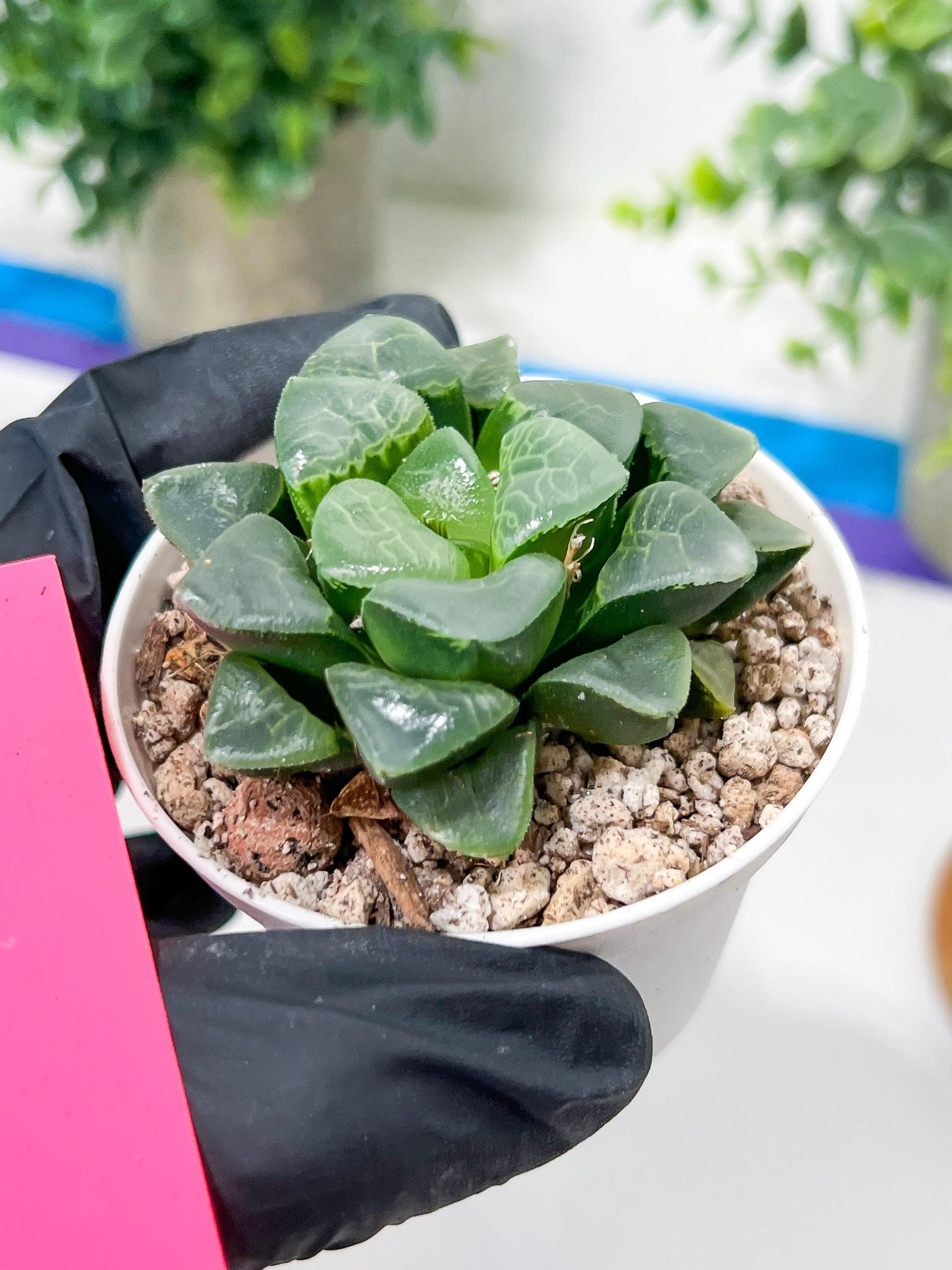 Haworthia Xiangyun (H2F) | Imported Succulent | Hong Kong Rare Species