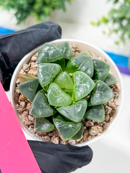 Haworthia Xiangyun (H2F) | Imported Succulent | Hong Kong Rare Species