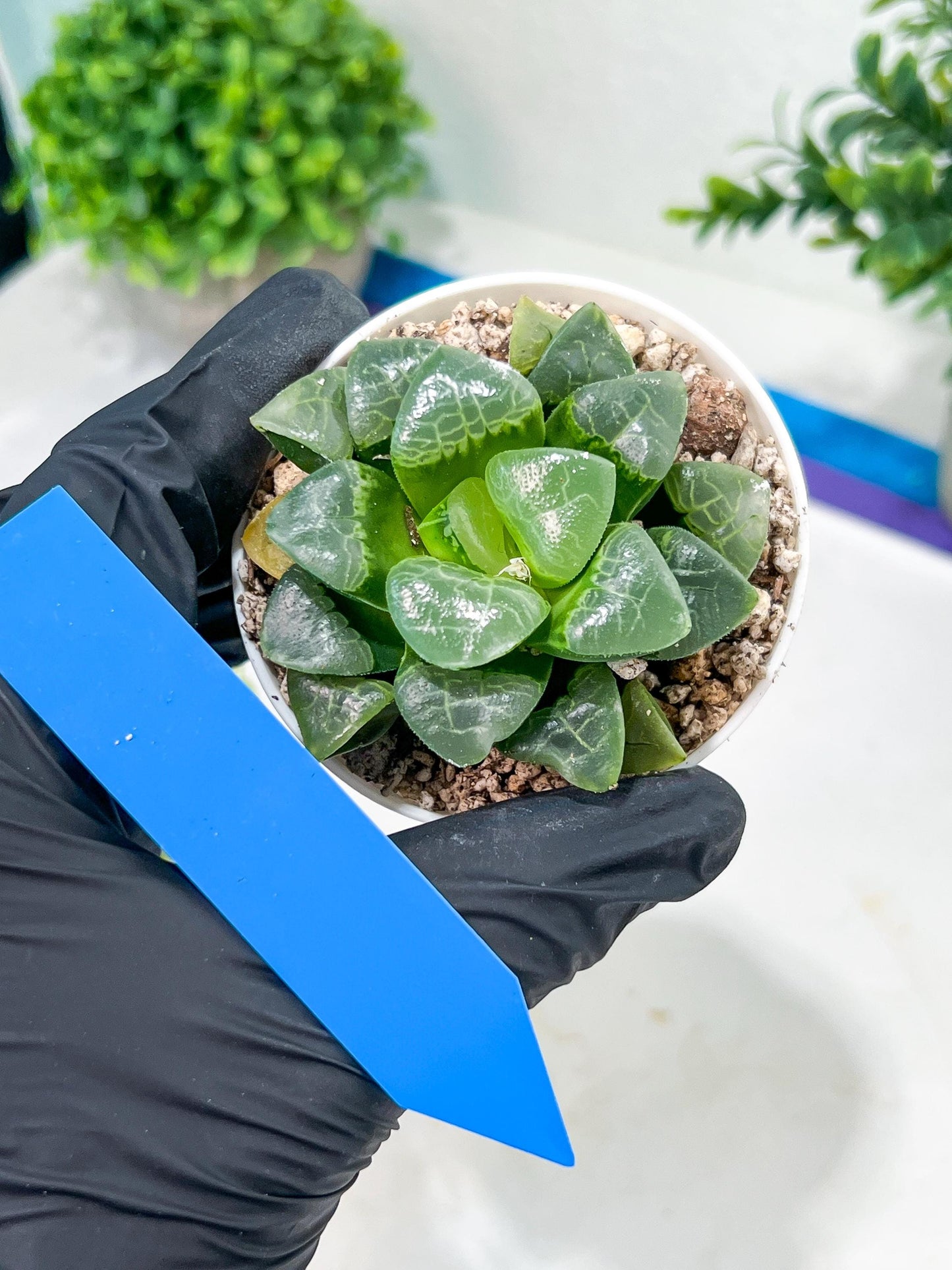 Haworthia Xiangyun (H2F) | Imported Succulent | Hong Kong Rare Species