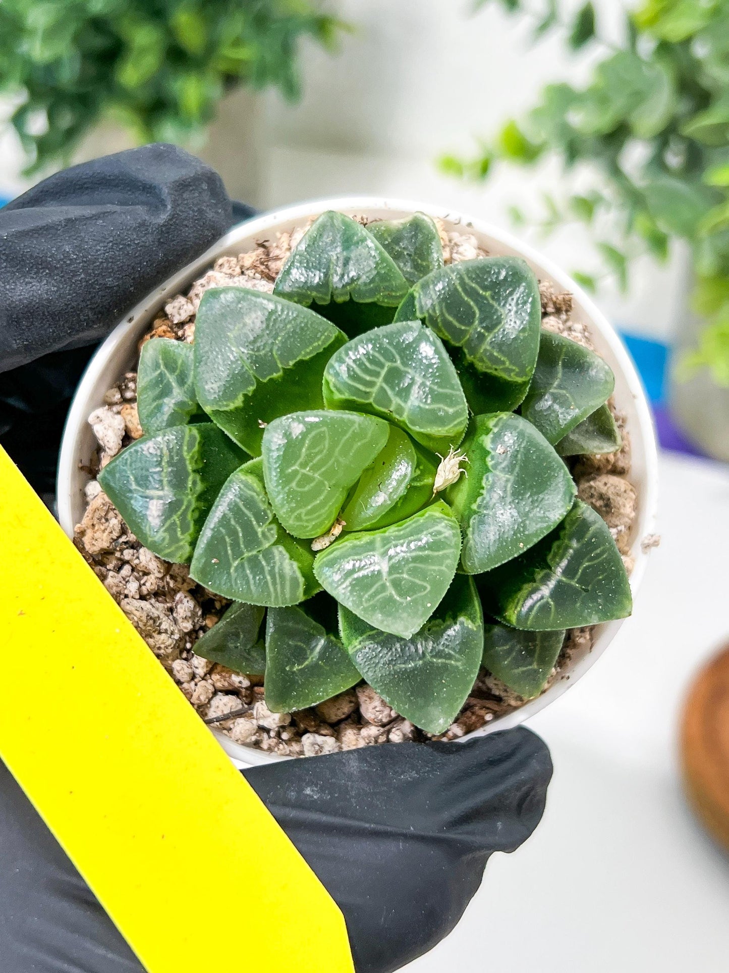 Haworthia Xiangyun (H2F) | Imported Succulent | Hong Kong Rare Species